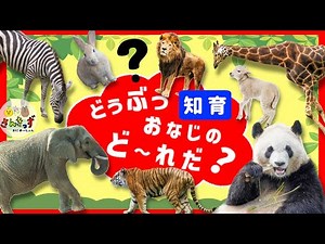 【知育 動物アニメ】どうぶつクイズに挑戦★動物園の動物たちが８種類が登場！ライオン パンダ キリン 何問正解できるかな？楽しく動物の名前を覚える知育動画【子供向けどうぶつアニメ】