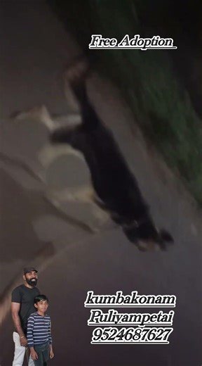 Shepard dog வந்திருக்கு🐶🐶 #kanyakumaridoglover #care #rescue #adoption #pets