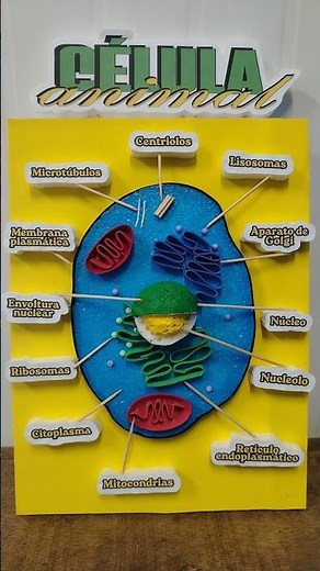 Model of an animal cell #diy #creative #cell