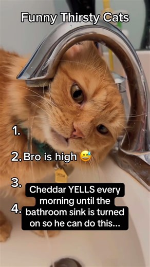 😹 Funny thirsty cats 💧🐾