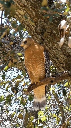 Red-shouldered Hawk🪶Poised Predator #redshoulderedhawk