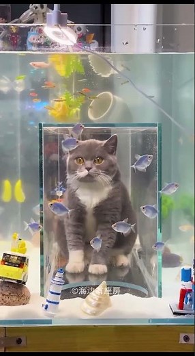Cats Secret Facts You’ve Never Heard Before 😺