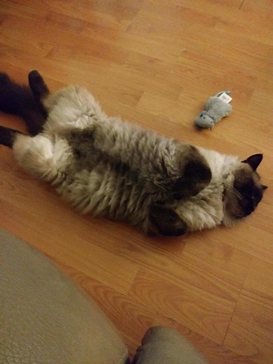 Ragdoll Cats vs Himalayan Cats