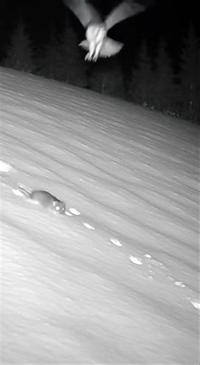 Owl fails landing😱