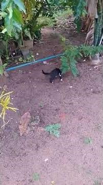 小小的快乐，来自一只调皮的小猫咪！看它玩得这么开心，你的心是不是也被融化了呢？💛生活其实很简单，一点点可爱就足够治愈一整天。