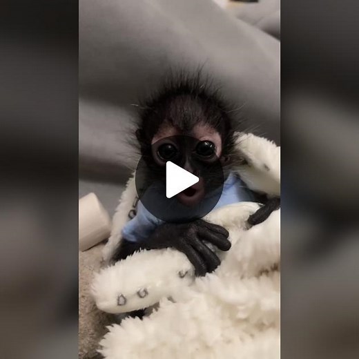 Monkeys Making Noise Compilation | Cute Spider Monkey Sounds