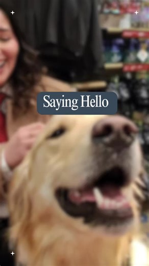 Special Moments with Service Dogs at Disneyland