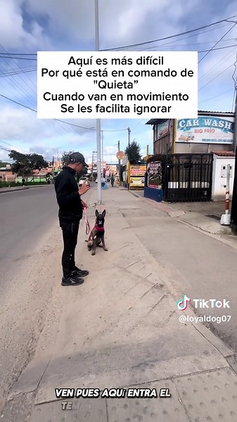 Entrenamiento de perros: Tips para un perro feliz