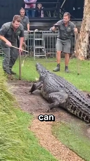 Top 3 Animals That Can Break Bones Instantly | #animals #animalfacts #shorts