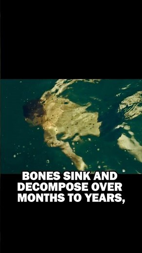 What Really Happens to a Human Body in the Ocean