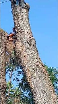 seconds of felling from the sky#automobile #wheelsaw #bridgesaw #wood #sawblade #woodworking