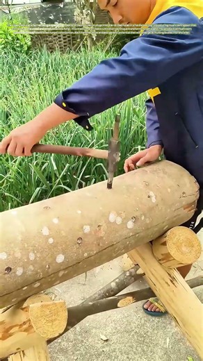 Fungal Forestry: How Log Inoculation Cultivates Gourmet Mushrooms on Timber