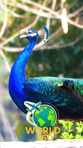 Most Beautiful animal Peafowl bird Peacock natural sounds 4k 💖😍❤️#animalsounds #birds #peacock
