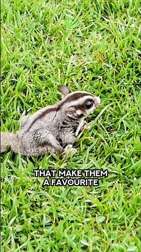 A Sweet Loving Pet | Sugar Gliders