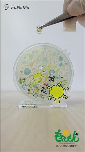 『もやしもん＋』シャーレ型アクリルアートスタンドがかもされる様子【予約受付中】