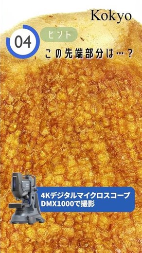 これなーんだ？ミクロの世界へズームアウト！【DMX1000】#デジタルマイクロスコープ #株式会社光響 #DMX1000 #クイズ #ミクロの世界 #光学 #科学#おやつ #観察 #顕微鏡