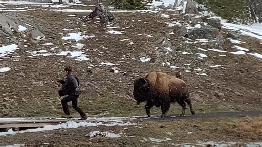 Bison Charges Ignorant Tourist In Yellowstone (Video)