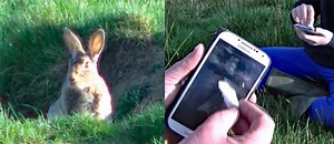 Survival Trick: How to Call Rabbits Out of Their Holes - AllOutdoor.com