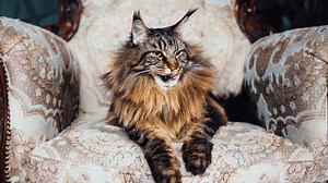 What Should I Feed My Maine Coon? 🍽 ⋆ Sassy Koonz Maine Coons