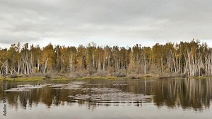 Canada geese landing in pond with Autumn trees