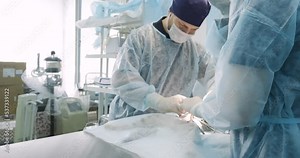 In the operating room, the surgical team performs abdominal surgery on the animal under anesthesia. A team of surgeons and assistants professionally operate on the animal. Veterinary concept.
