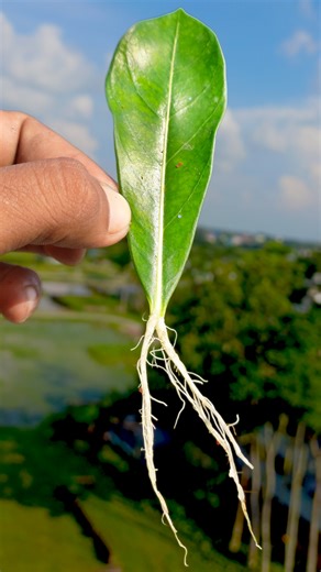 Dian Creative on Reels