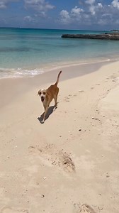 So many dogs roaming the streets.. 💔 #Dogs #Horses #Donkey #Homeless #Stray #FeedingAnimals #GrandTurks #TurksandCaicos #SpreadJoy #SpreadLove #BeKind #NiceGuyEnterprise | Nice Guy Enterprise