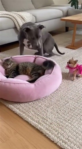 🛏️ Battle for the Pink Bed #dog #cat #funny