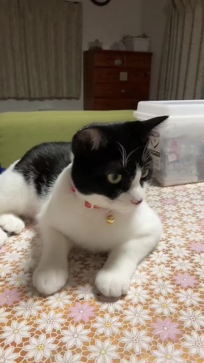 子猫がトイレを使う方法を試してみた❤️
