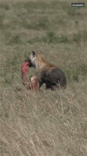 Hyena steals carcass - SafariLIVE Catch up