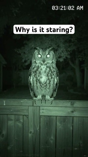 This Owl Got WAY Too Close at 3:21 AM... 😳🦉 #nightvision #creepy #viral #cctv #securitycamera