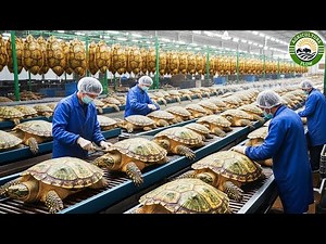 How Farmers Raise & Process Millions of Soft-Shelled Turtles | Inside the $100M Turtle Industry