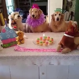 Look at this happy Birthday Girl! | Best Videos In The World