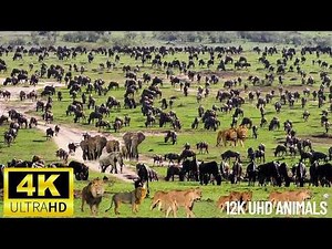 4K African Wildlife Discover the Incredible Landscapes and Wildlife of Africa in 4K