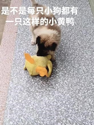 小黄鸭:没人为我发声吗🌚#抖音二创激励计划 #动物迷惑行为 #萌宠日常记录