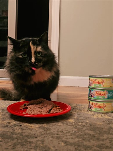 She is eating like a champ because it is 15°F outside. We have left the pole barn open and the kitty shelter is still open. If she would let us even get close, we would make her stay in at least until the cold snap blows through. #straycats #catsoftiktok #purina #tiktokshop #fyp