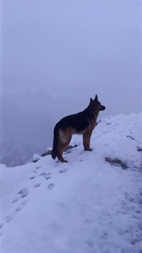 Walking Through a Frozen Mountain Paradise | Snowfall & Fog Views #natureshorts #insects