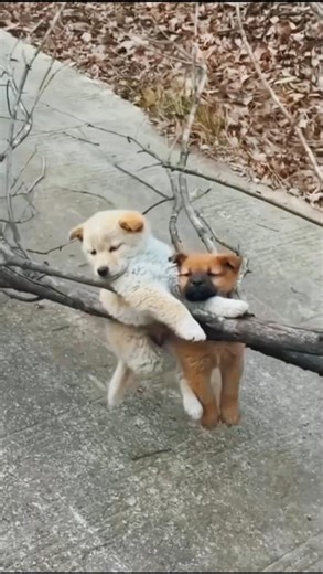 😂 You Won’t Stop Laughing | Funniest Animal Moments Ever#animals #animalfunny