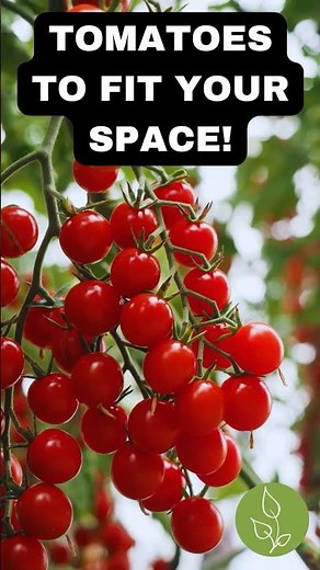 Stop Buying the Wrong Tomatoes! Learn These Types First - Determinate vs. Indeterminate #garden