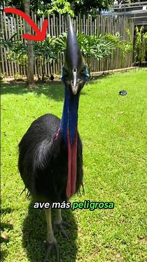 ¡El ave más peligrosa de la naturaleza: el casuario! ⚠️🦤😱