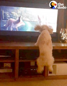 Must. Get. In. TV. | The Dodo