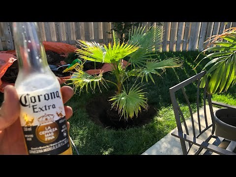 How to plant a palm tree