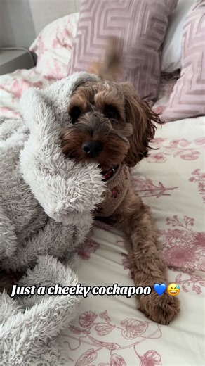 Just a cheeky cockapoo pup 🥰🥰 #cute #cockapoo #dogsoftiktok #cockapoolove #cheeky #cockapoooftiktok #cockapoosoftiktoks #fyp #foryoupage #playtime