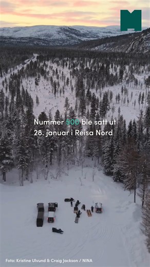 Miljødirektoratet on Instagram: "For cirka 25 år siden var det bare 40–60 fjellrever igjen i Norge og Sverige. Nå er det 309 fjellrever – og det bare i Norge! 💚 Arten er ett av våre mest utrydningstruede pattedyr, og hvert år gjøres omfattende arbeid for å bevare den. Utsetting av fjellrever fra avlsprogrammet er nøkkelen i gjenoppbyggingen av arten. I år er det satt ut valper i Reisa Nord og på Varangerhalvøya. For å redusere innavl må fjellreven bevege seg mellom ulike områder og få valper me