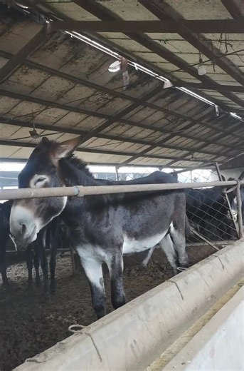 🫏 The donkey brays loudly ever. | Donkey routine