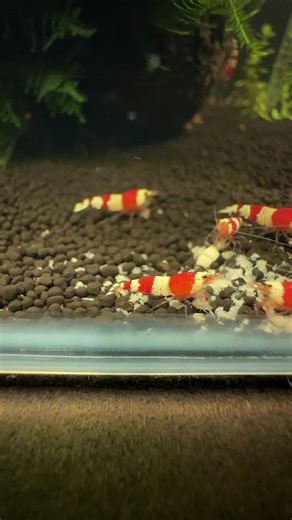Red Crystal Shrimp Aquarium Care