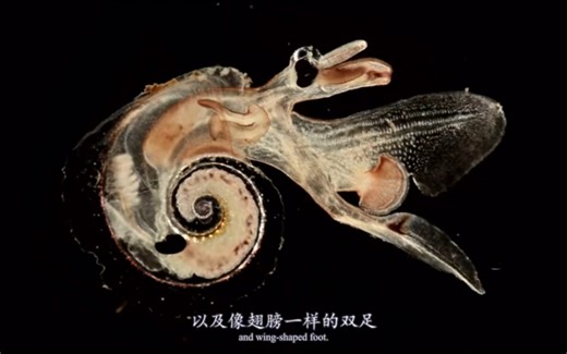 【浮游生物】翼足类-展翅畅泳的海螺 Pteropods- Swimming Mollusks
