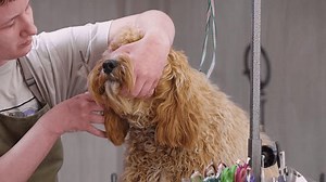 Curly-haired Brown Dog Labradoodle Cavapoo Breed: стоковое видео (без лицензионных платежей), 3803105509 | Shutterstock