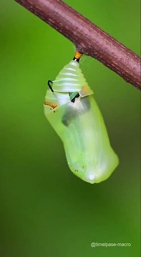 Swallowtail Butterfly Emergence Chrysalis to Wings