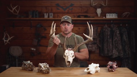 Skull Master by Illusion | Color: Natural Causes | European Mount | Antler Mounting Kit | Euro Mount | 3D Modeled Replica Deer Skull | Taxidermy | for Harvested and Shed Antlers | Universal Sizing